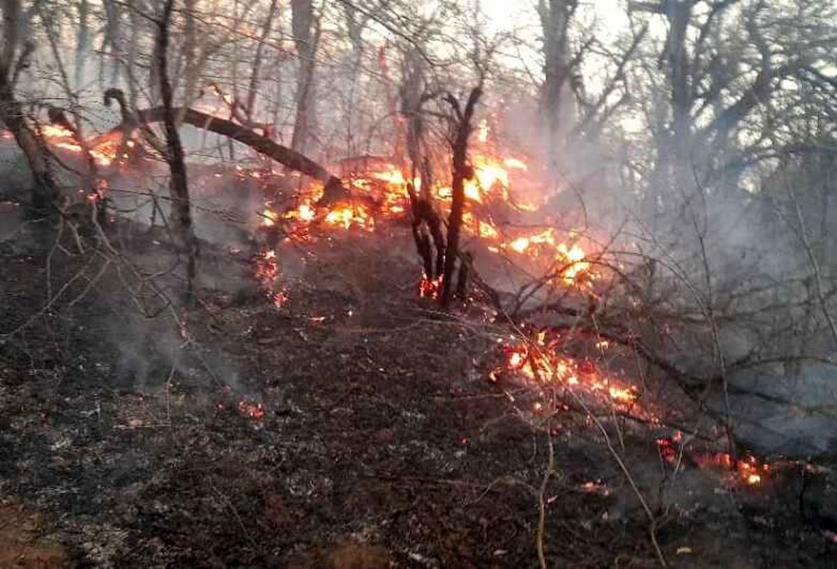 هفت هکتار جنگل سوزنی برگ در غرب گلستان خاکستر شد