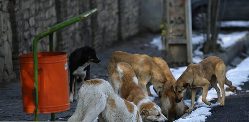 بعد از سگ‌های ولگرد، گرگ‌ها هم به نزدیکی پایتخت رسیدند