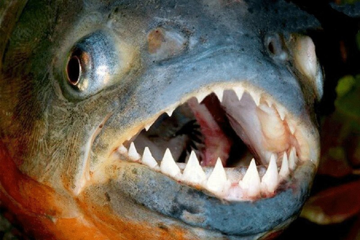 فیلم| خارج کردن ده‌ها ماهی از دهان یک ماهی غول پیکر
