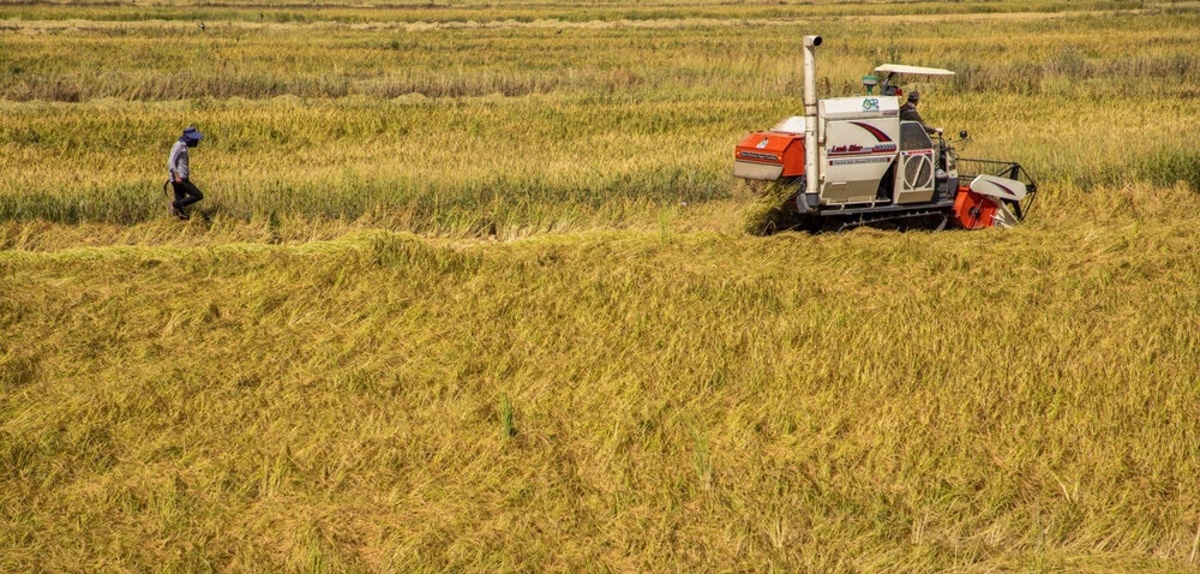 تصاویر| برداشت برنج در خرم‌آباد