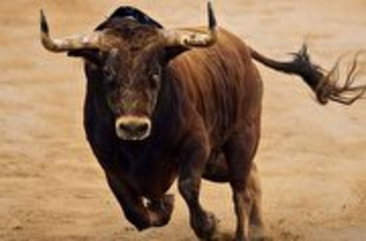فیلم| انتقام تلخ یک گاو وحشی از مرد حیوان‌آزار