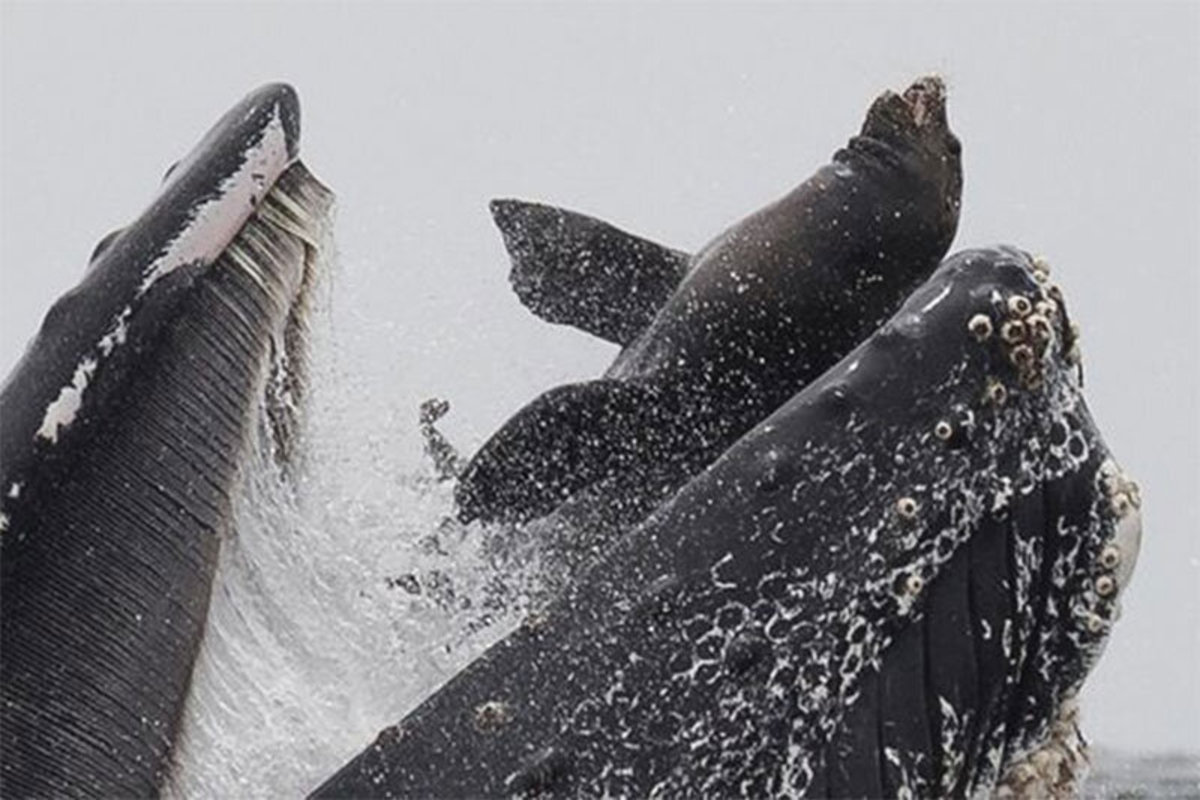 فیلم| به گل نشستن ۲۳۰ نهنگ در ساحل تاسمانی استرالیا