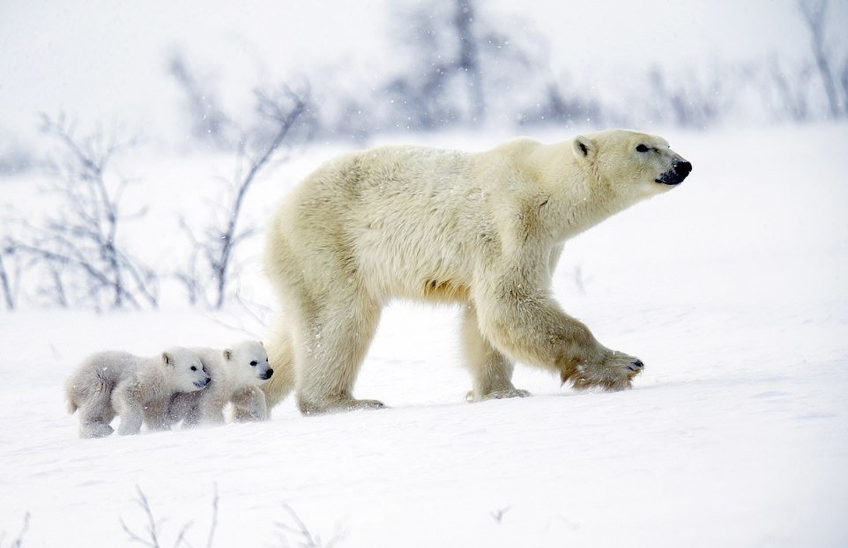فیلم| حرکت جالب یک خرس قطبی برای جلوگیری از شکسته شدن یخ‌های قطب