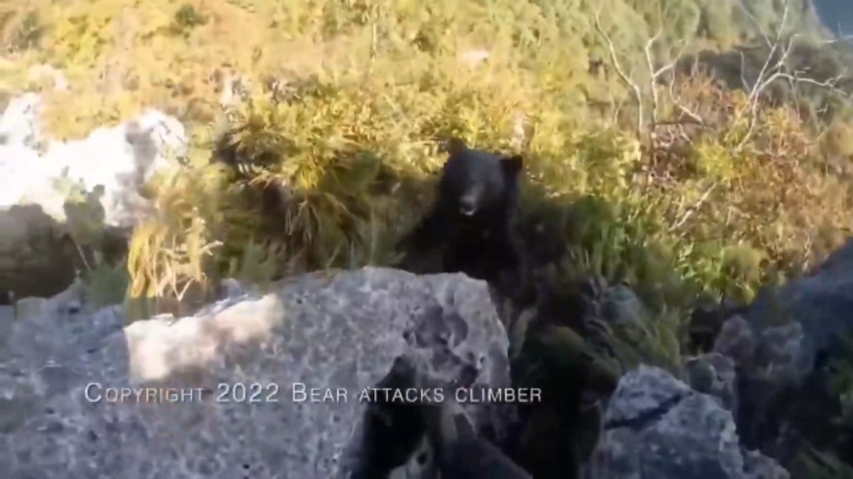 فیلم| حمله خرس به یک صخره نورد