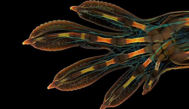 تصویر ترسناکی از صورت یک مورچه