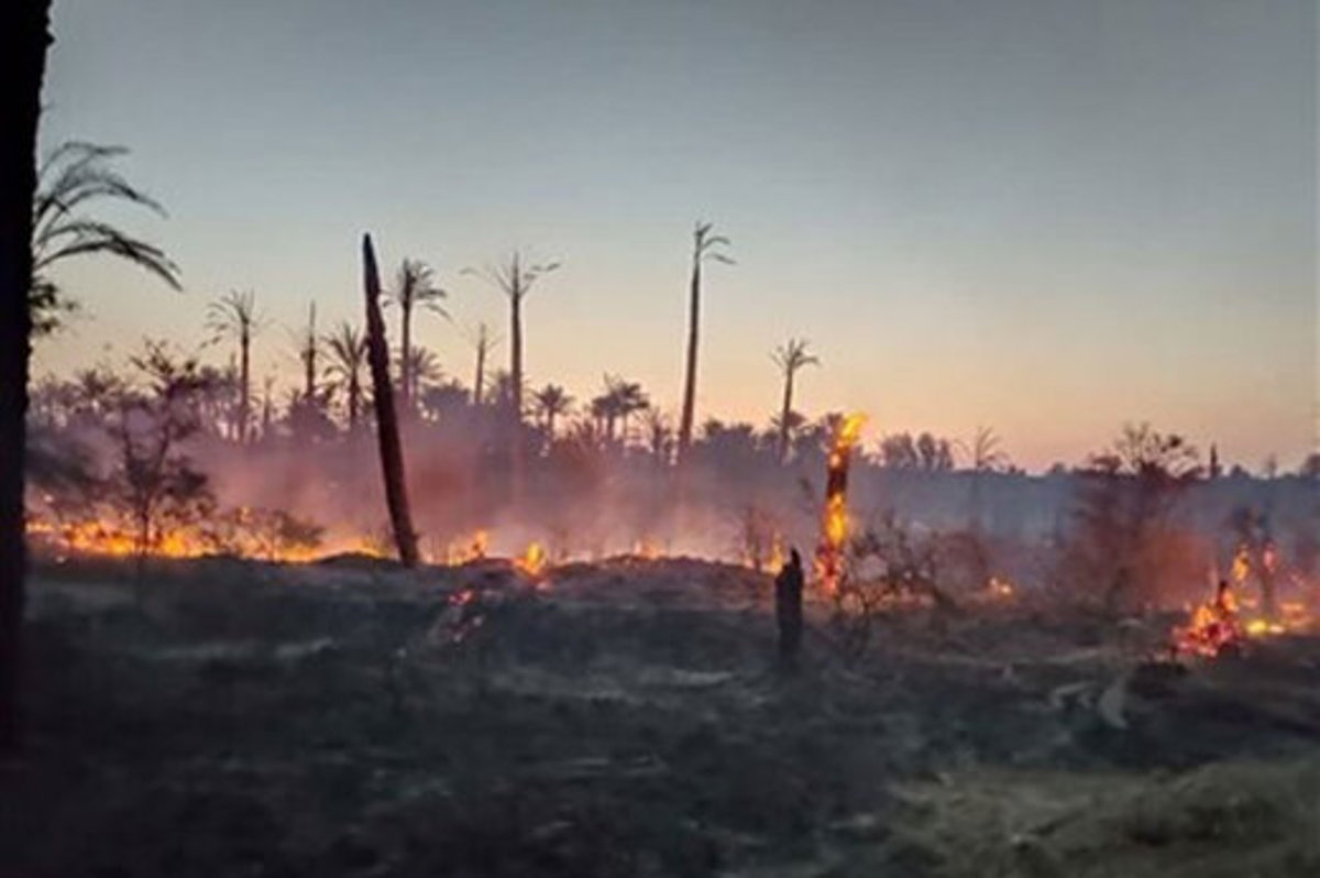 فیلم| آتش‌سوزی در ۶ هکتار از نخلستان‌های رودان