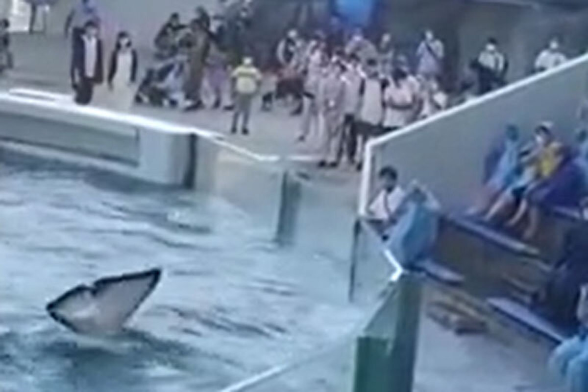 فیلم| حرکت جالب یک نهنگ در باغ وحش