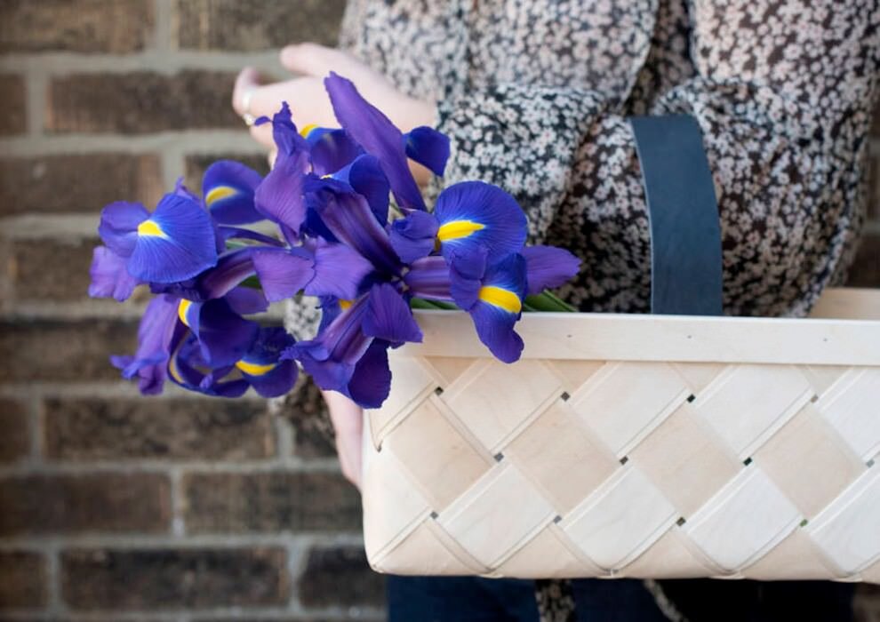 تصاویر| گیاهان خانگی سمی را بشناسید تصاویر| گیاهان خانگی سمی را بشناسید