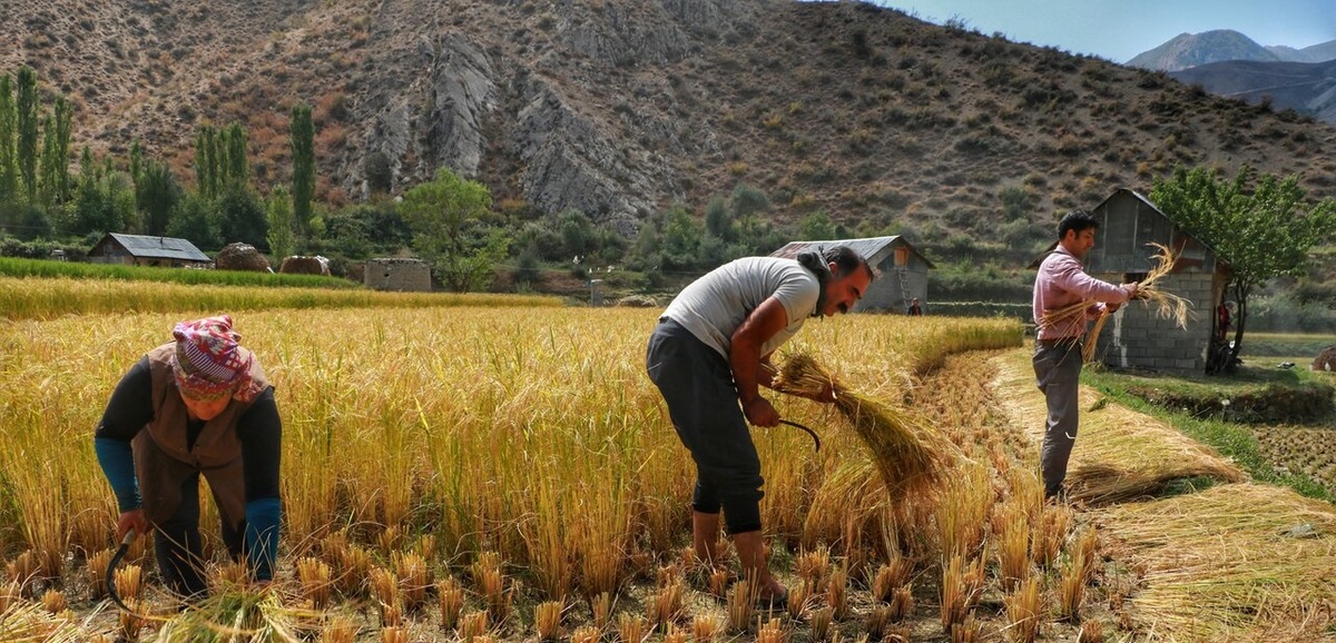 تصاویر| برداشت سنتی برنج
