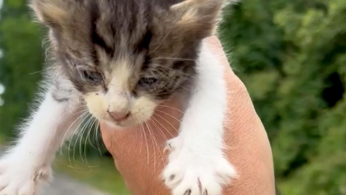 فیلم| نجات بچه گربه و خشم مادرش!