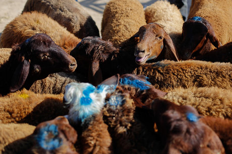 دستگیری دزدان گوسفند در شهرری/ کشف 200 راس گوسفند