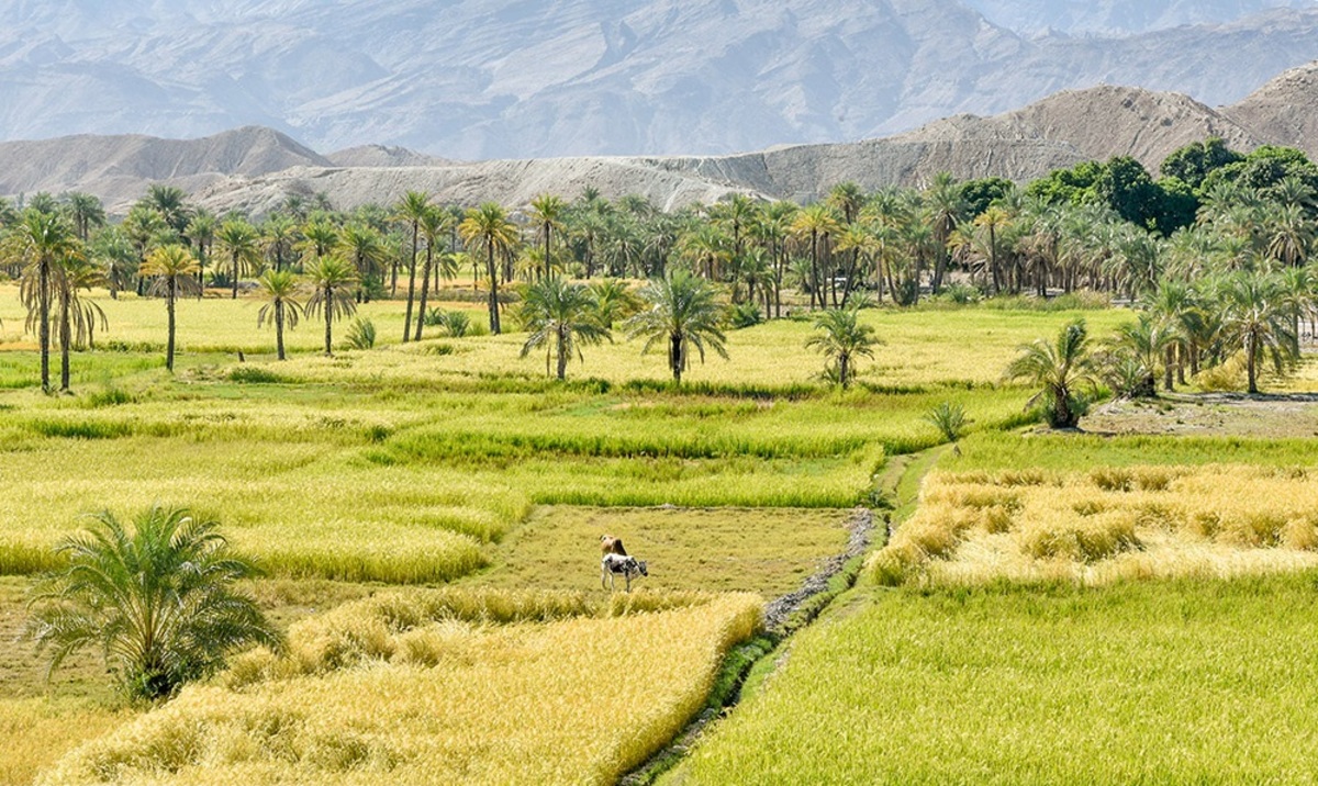 تصاویر| مزارع برنج در شهرستان قصرقند