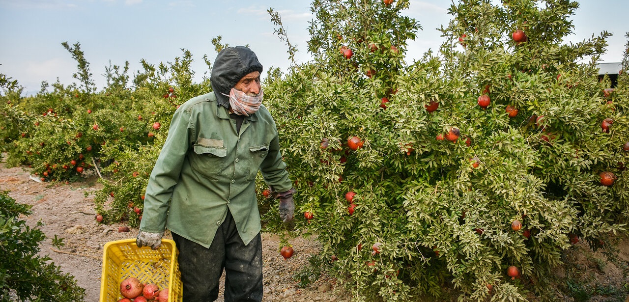 تصاویر| برداشت یاقوت سرخ از باغات ساوه