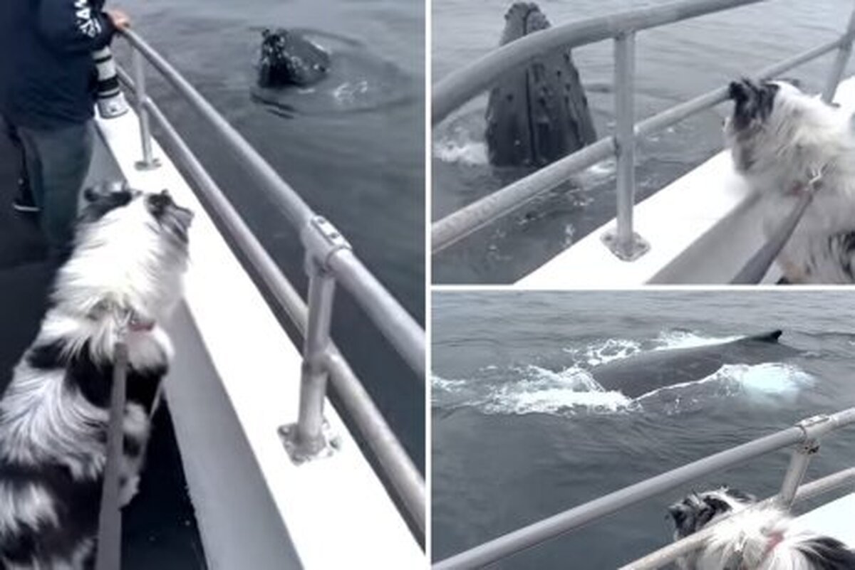 فیلم| هیجان سگ خانگی از رویارویی با نهنگ گوژپشت