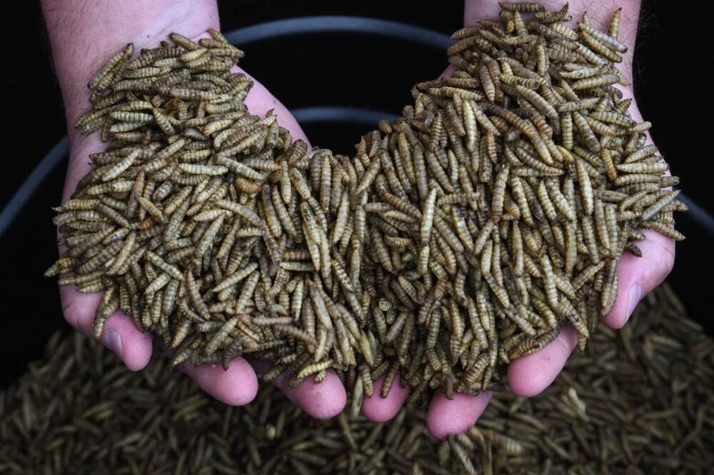 عکس| جایگزین چندش‌آور آنتی‌بیوتیک که بدترین زخم‌ها را چند روزه خوب می‌کند