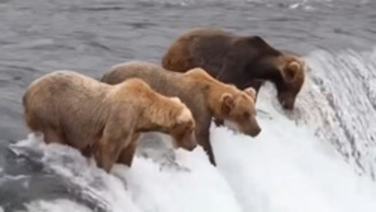 فیلم| لحظه شگفت انگیز شکار ماهی توسط خرس