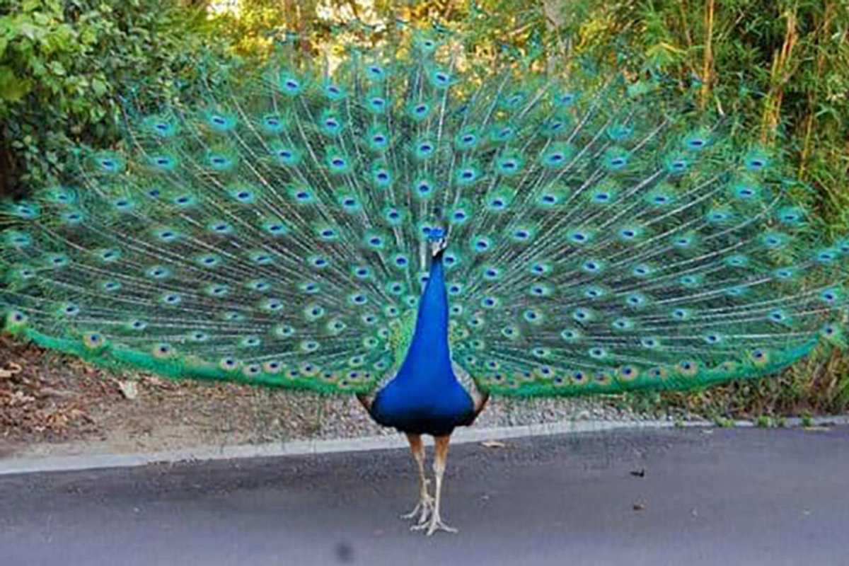 فیلم| سرقت یک طاووس شکمو از ظرف غذای یک زن!