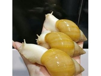 خرید و فروش حلزون البینو در کشور