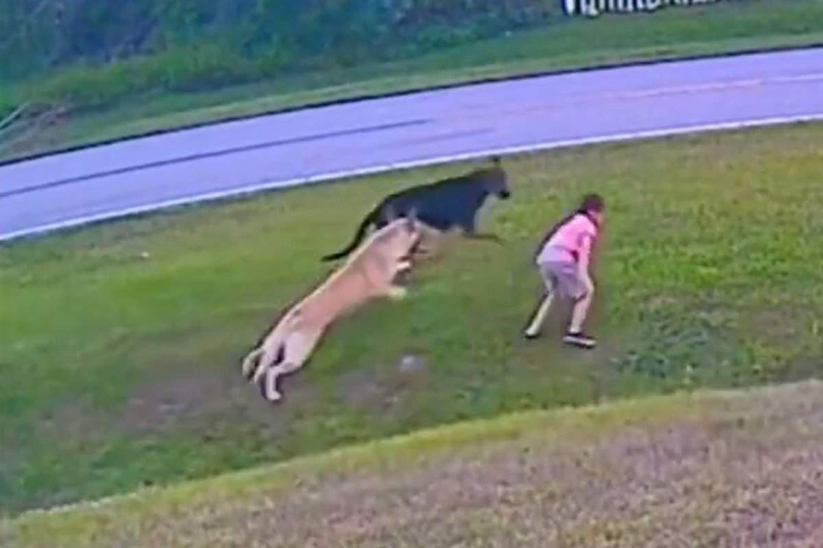 فیلم| لحظه حمله وحشیانه یک سگ به دختر بچه و دفاع سگ مدافع