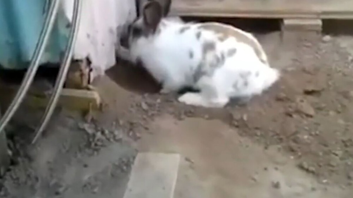 فیلم| کمک هوشمندانه یک خرگوش برای فراری دادن یک گربه