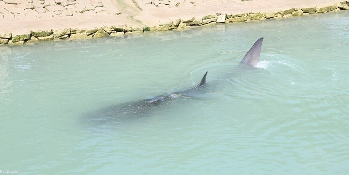 فیلم| نجات کوسه نهنگ خالدار در بندر امام