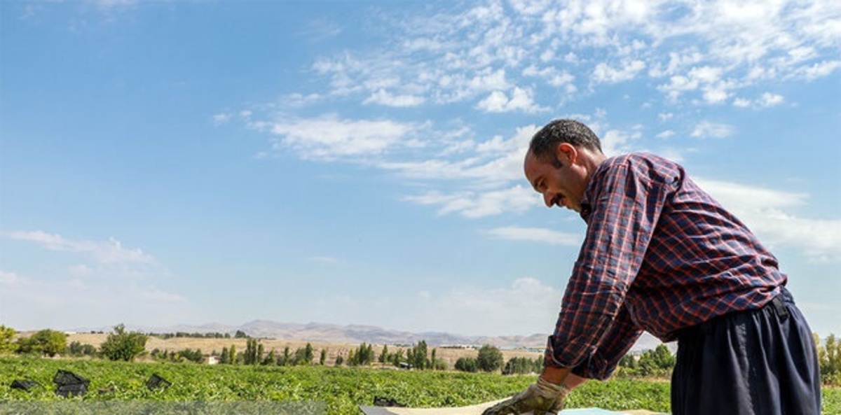 اعتراض گوجه کاران بوشهری/استانداری: صبور باشید