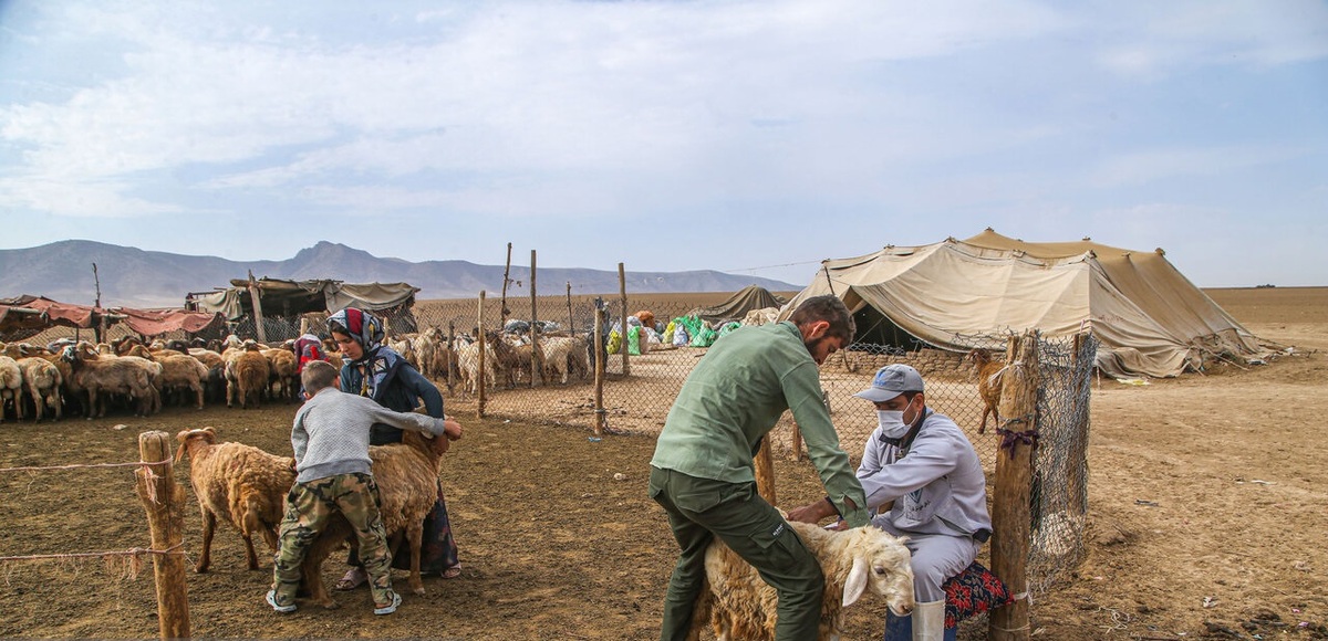 تصاویر| واکسیناسیون دام عشایر درخراسان شمالی