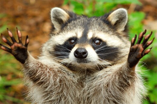 فیلم| دستبرد یک راکون به فروشگاه!