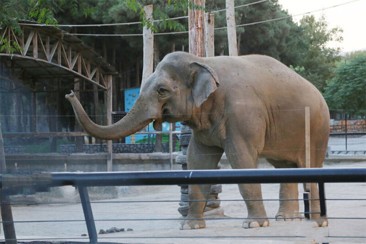 فیلم| ذوق زدگی جالب فیل از صدای طبل