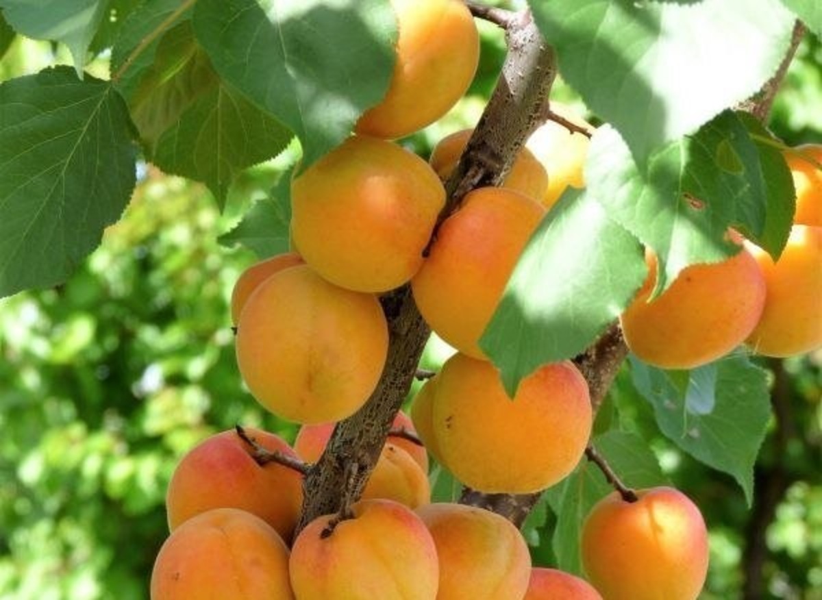 کمک به سلامت چشم و محافظت از پوست با این میوه