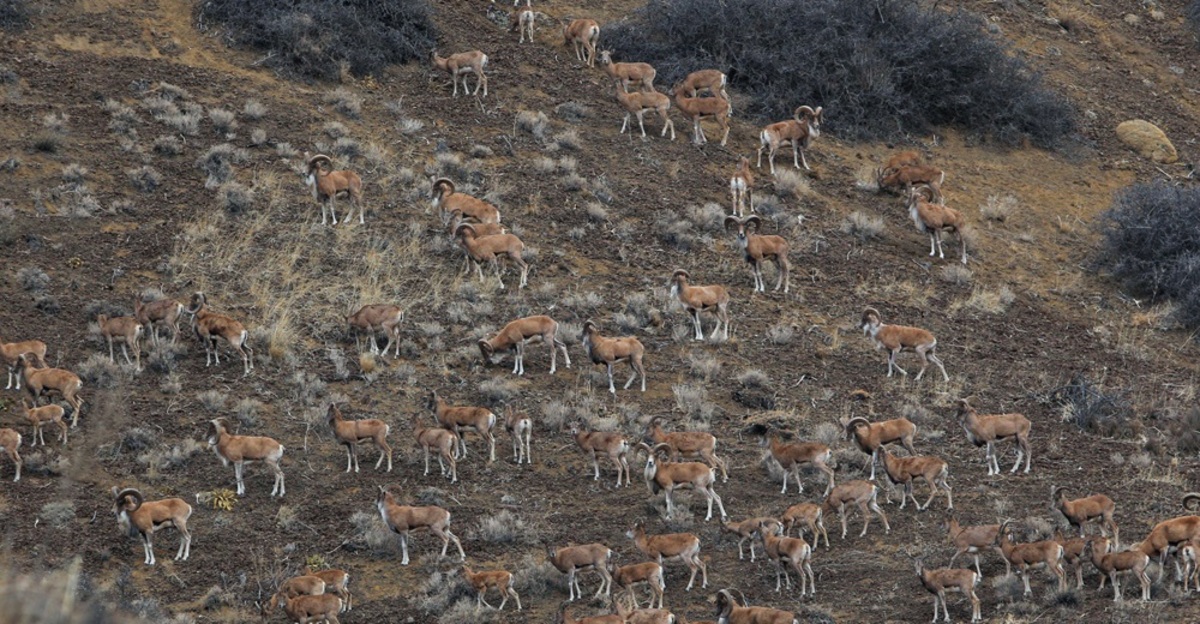 تصاویر| سرشماری پاییزه حیات وحش پارک ملی گلستان
