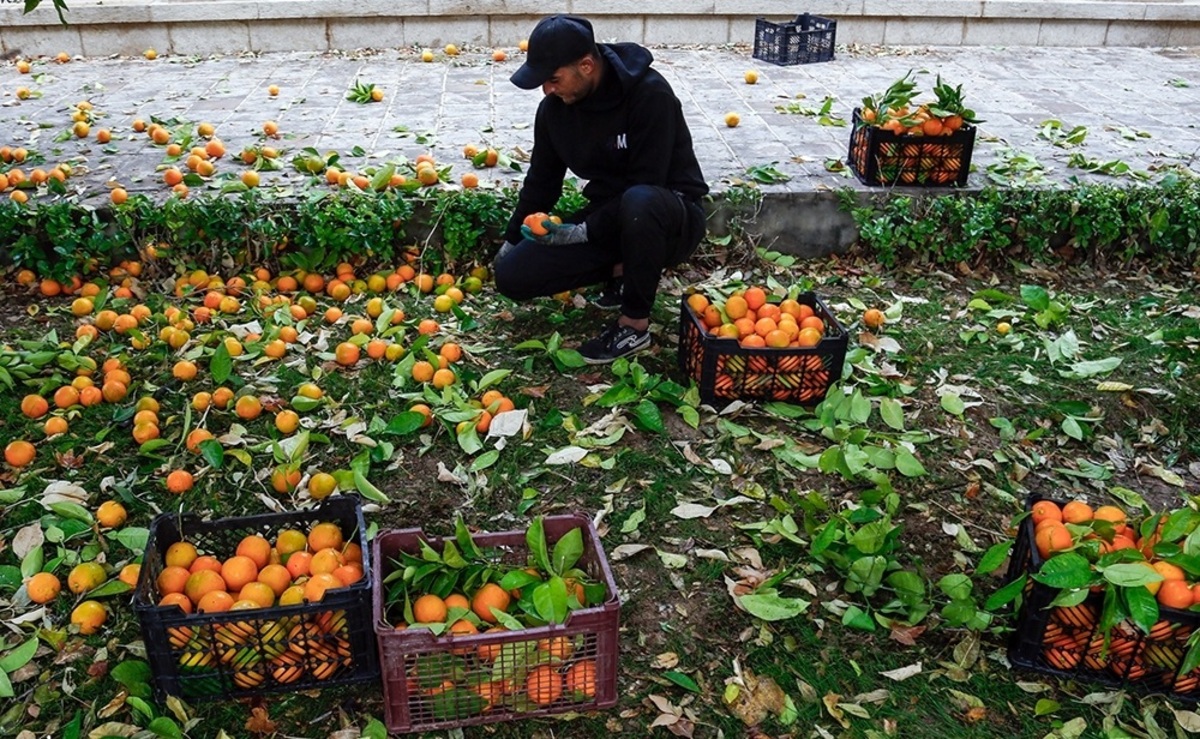 تصاویر| نارنج چینی در باغ ارم شیراز