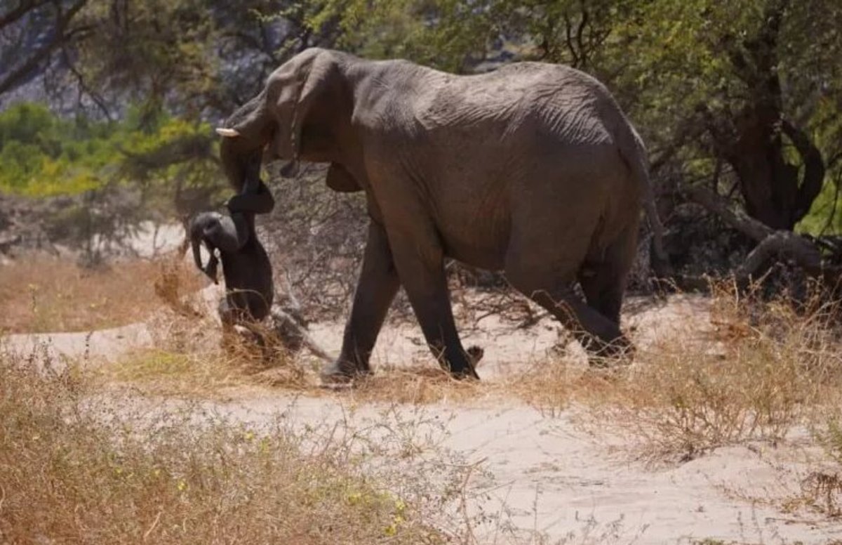 فیل مادر جنازه بچه‌اش را با خود این سو و آن سو می‌برد / عکس