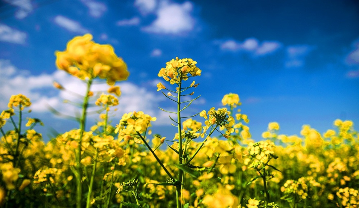 اظهارات دادستان تهران درباره پرونده عدم پرداخت مطالبات کلزاکاران خوزستانی