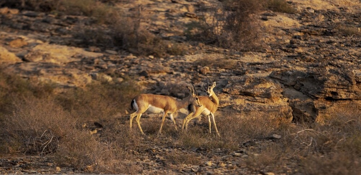 تصاویر| 