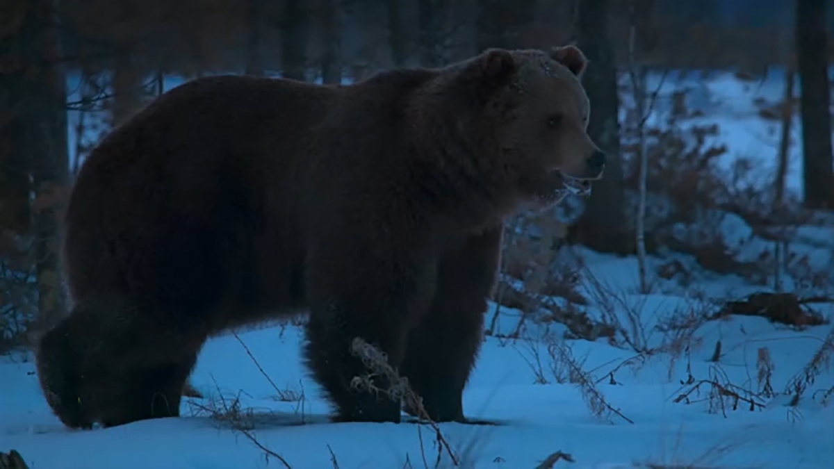 فیلم| بیدار شدن یک خرس پس از شش ماه