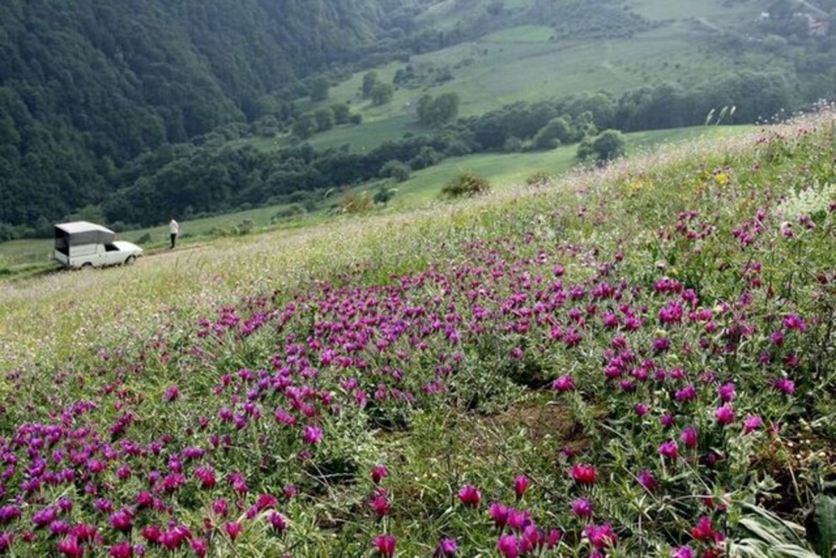 ایران گیاهان دارویی خود را صادر می‌کند