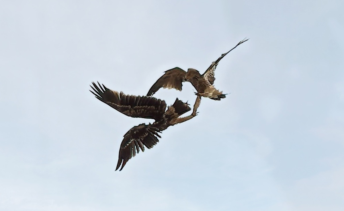 تصاویر| پرواز با شکوه عقاب‌ها بر فراز لواسانات