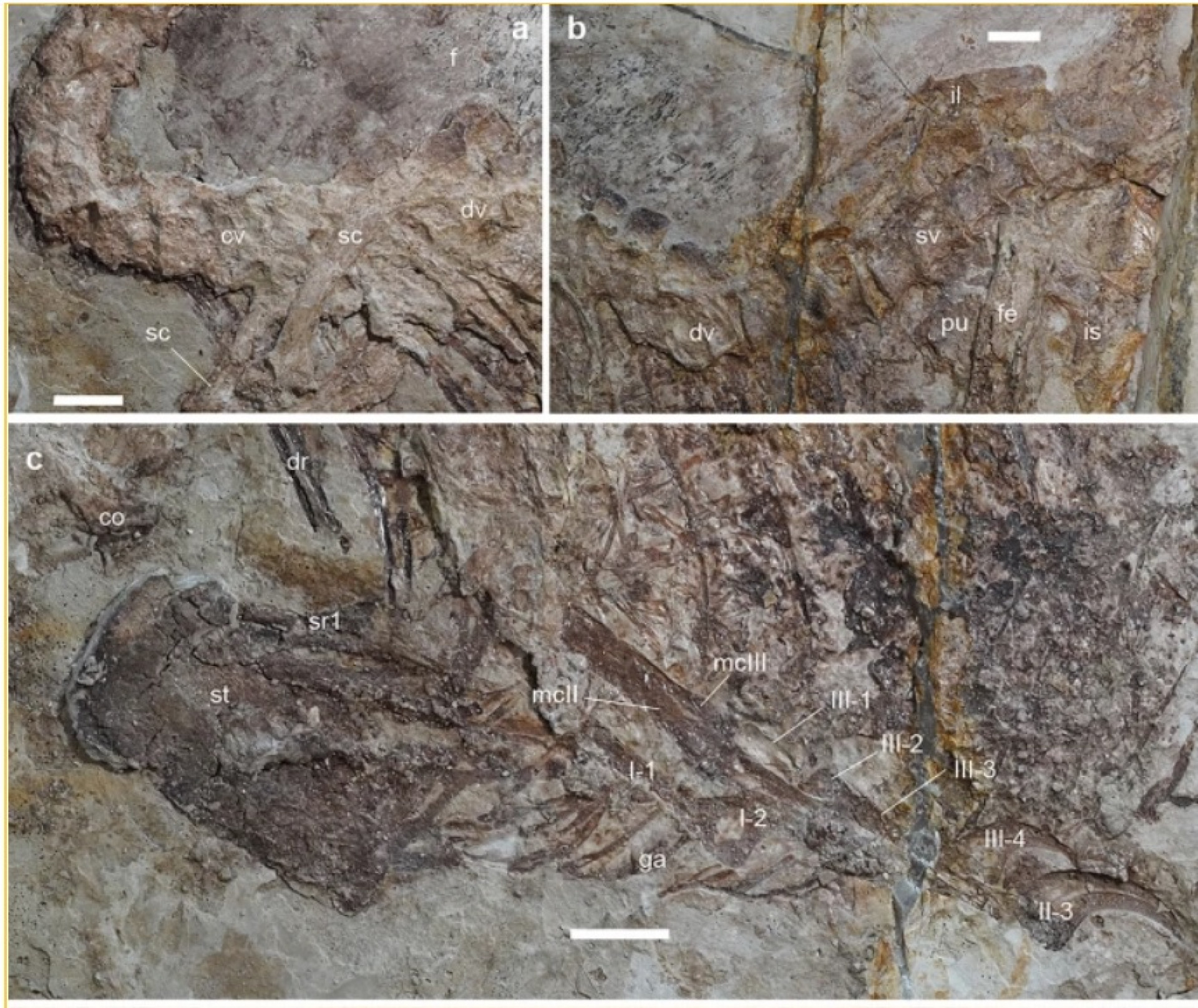 کشف یک دایناسور ۱۲۰ میلیون ساله با قورباغه‌ای در شکمش