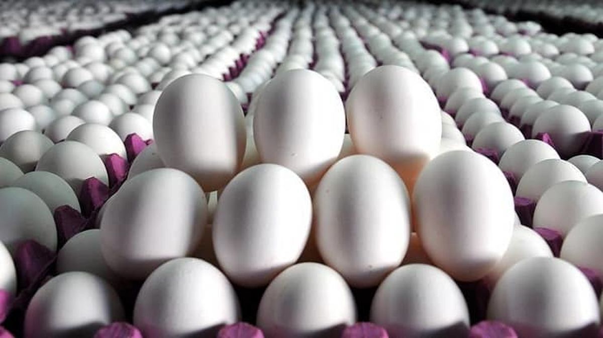 هر شانه تخم‌مرغ به بالاتر از ۱۰۰ هزار تومان رسید!
