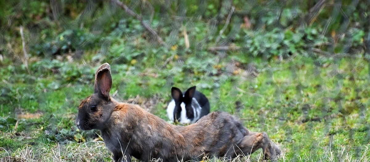 تصاویر| خرگوش‌های پارک طبیعت گردی آستارا