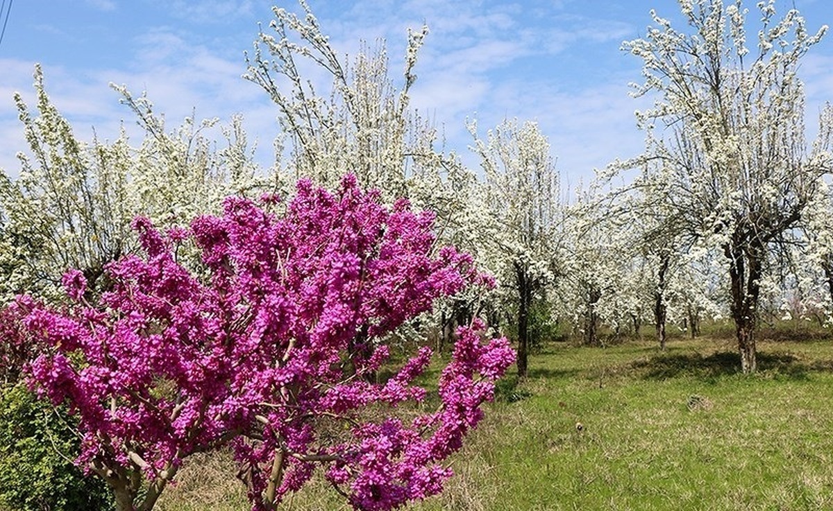 تصاویر| شکوفه‌های بهاری درختان گلابی