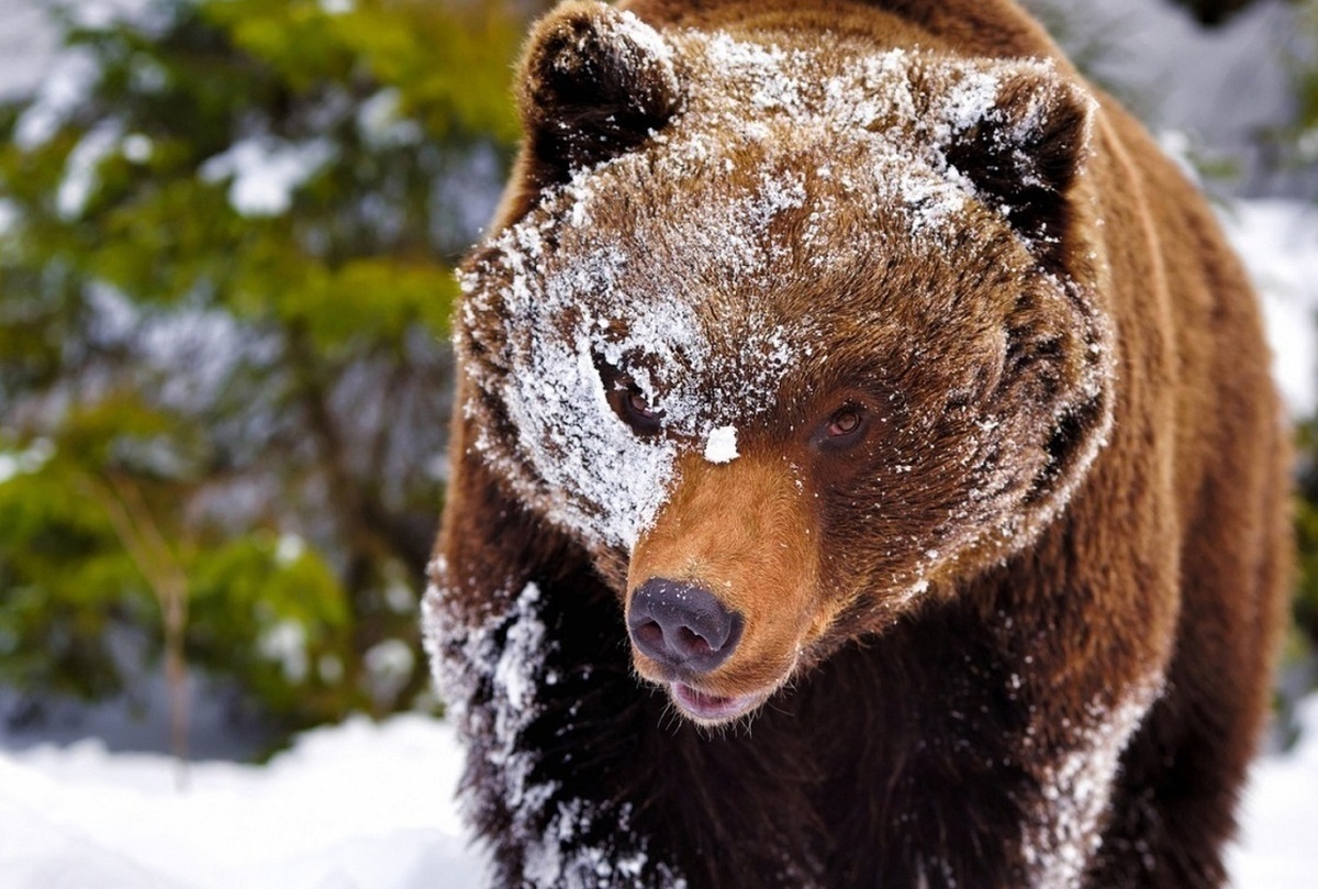 فیلم| برف بازی یک مرد با خرس قهوه‌ای!