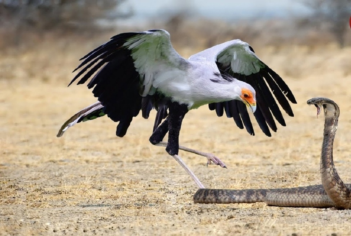فیلم| روش دیدنی یک پرنده برای شکار سمی‌ترین مار‌ها