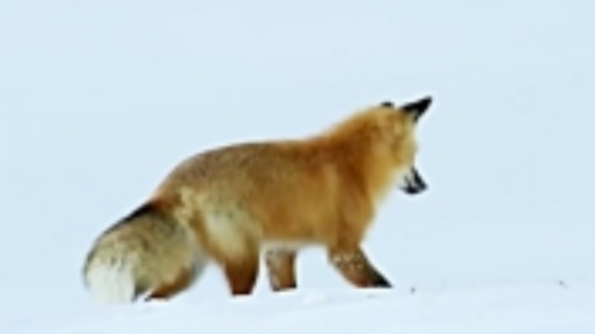 فیلم| شیرجه زدن روباه در برف برای شکار موش