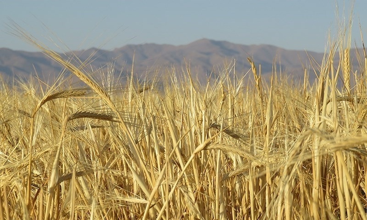 نرخ ۱۳ هزار تومانی خرید تضمینی گندم غیرمنصفانه است/ کشاورزان رغبتی برای تولید ندارند