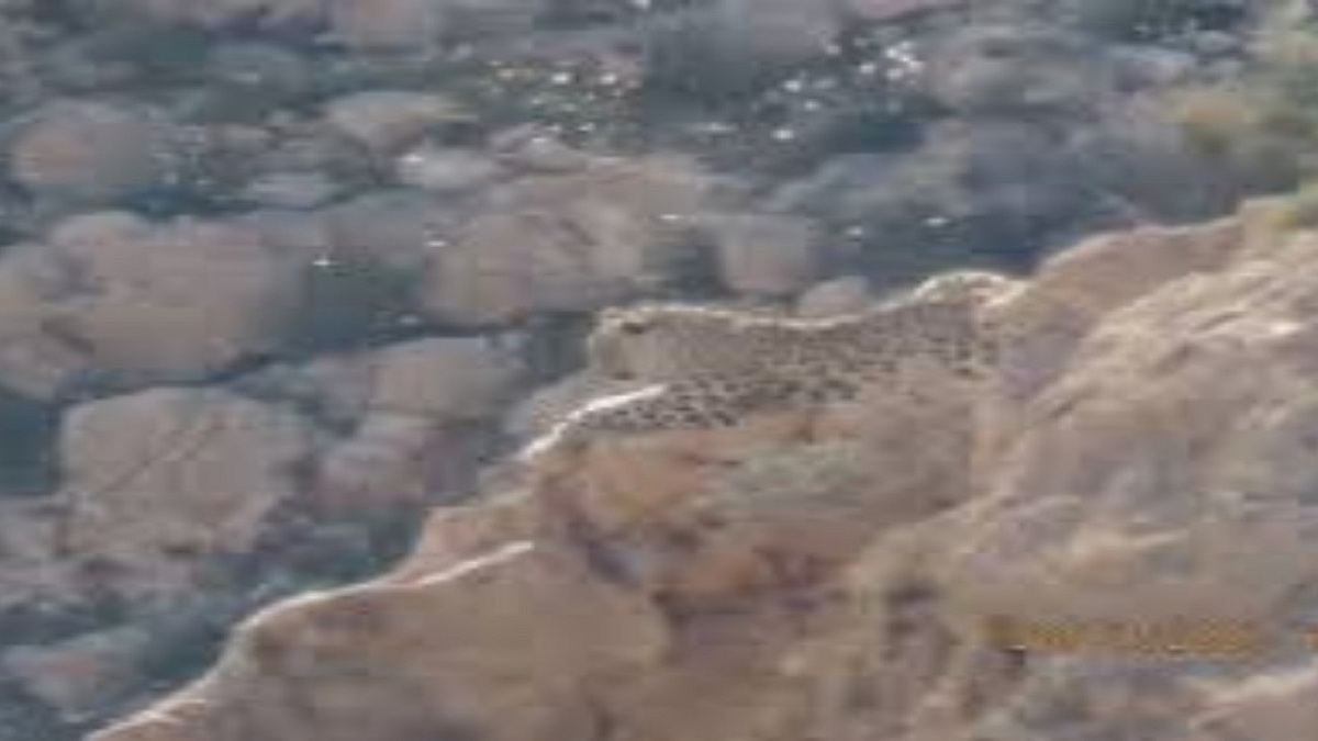 فیلم| مشاهده پلنگ برای نخستین بار در کوه هوای لامرد