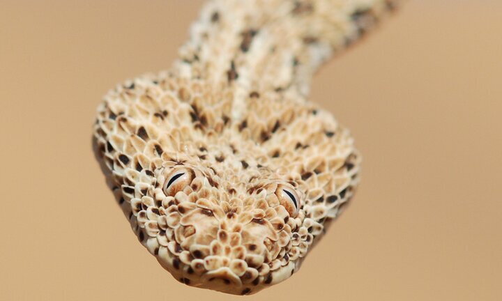 ابهت مجذوب‌کننده مار افعی پرینگوی / عکس