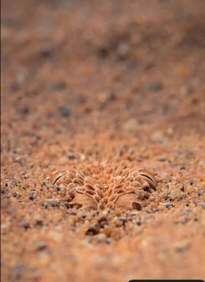 ابهت مجذوبکننده مار افعی پرینگوی / عکس ابهت مجذوبکننده مار افعی پرینگوی / عکس