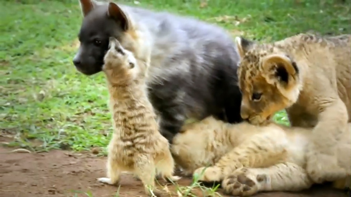 فیلم| دوستی‌های جالب حیوانات ناهمگون
